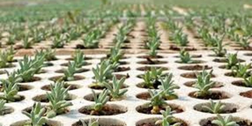 Sadnice smilja, Foto: abcportal.hr