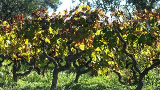 Boje jeseni u vinogradu Boje jeseni u vinogradu