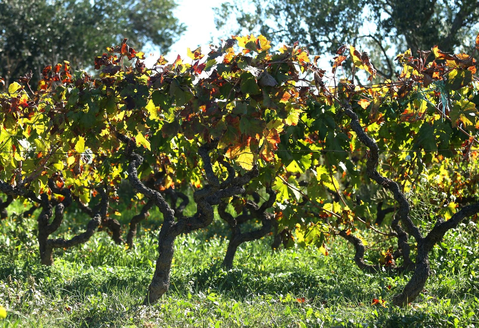 Boje jeseni u vinogradu Boje jeseni u vinogradu