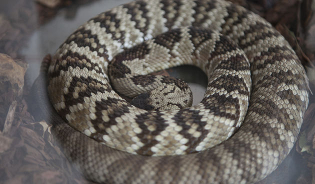 Čudesan svijet zmija u Gradskoj loži, foto: Darko Belančić