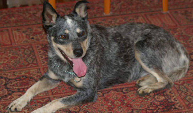 Ovčarka Sophie Tucker (Foto: AAP)