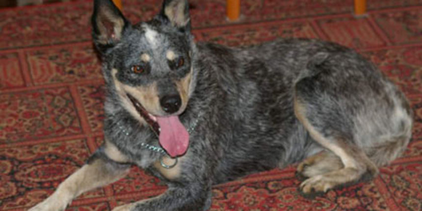 Ovčarka Sophie Tucker (Foto: AAP) Ovčarka Sophie Tucker (Foto: AAP)