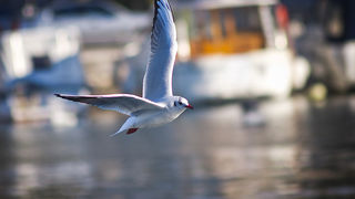 Zadarski galebovi (foto:Saša Čuka)