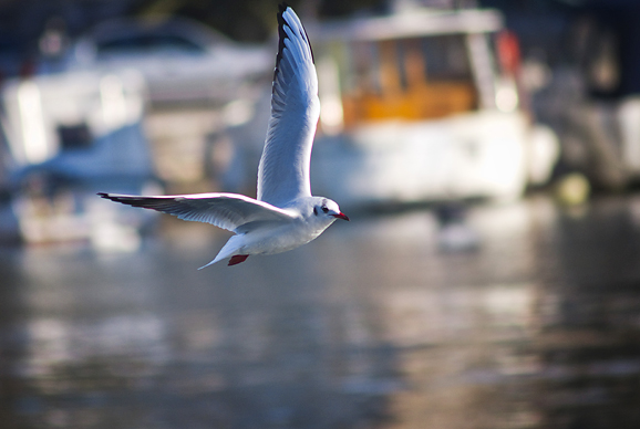 Zadarski galebovi (foto:Saša Čuka)