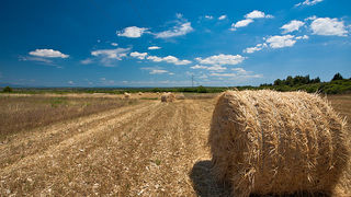 Zlatno žito Dalmacije, slama, foto: Leo Banić