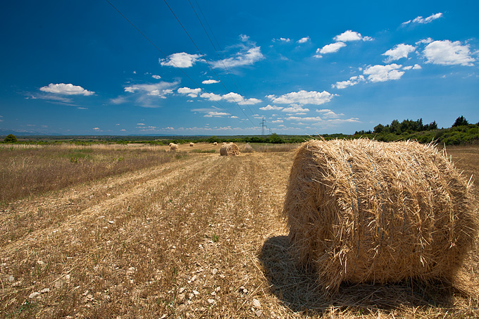 Zlatno žito Dalmacije, slama, foto: Leo Banić