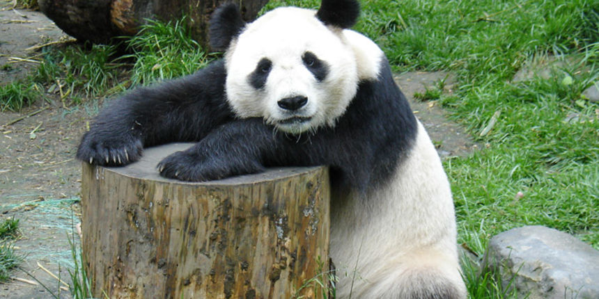 panda
