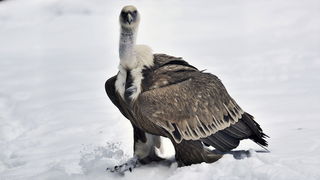 Zagreb, 100212. 
Osim sto je zabijelio grad, snijeg je prekrio i nastambe zivotinja u Zooloskom vrtu. Neke su dobro prihvatile hladnije uvjete, dok su se druge skrivale u svojim zidanim nastambama.
Na slici: bjeloglavi sup.
Foto: Boris Kovacev / CROPIX