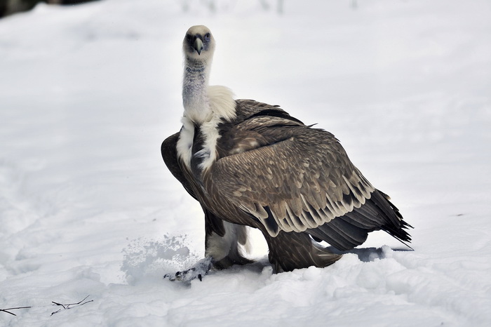 Zagreb, 100212. 
Osim sto je zabijelio grad, snijeg je prekrio i nastambe zivotinja u Zooloskom vrtu. Neke su dobro prihvatile hladnije uvjete, dok su se druge skrivale u svojim zidanim nastambama.
Na slici: bjeloglavi sup.
Foto: Boris Kovacev / CROPIX