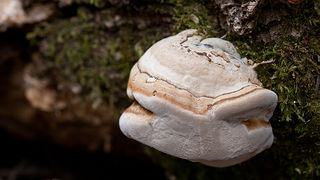 Lička jesen u znaku gljiva, Foto: Leo Banić