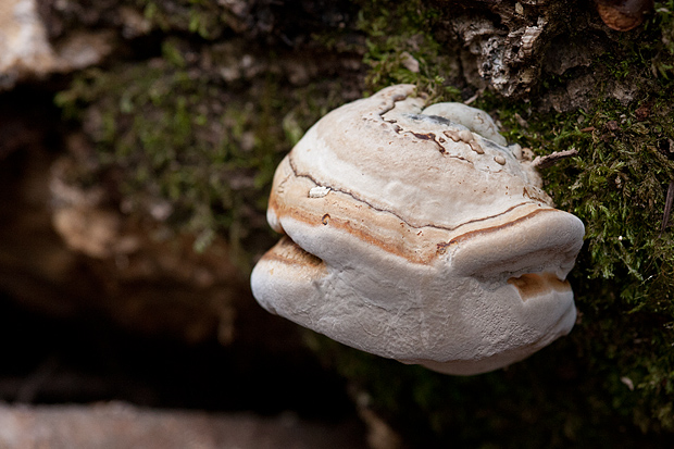 Lička jesen u znaku gljiva, Foto: Leo Banić