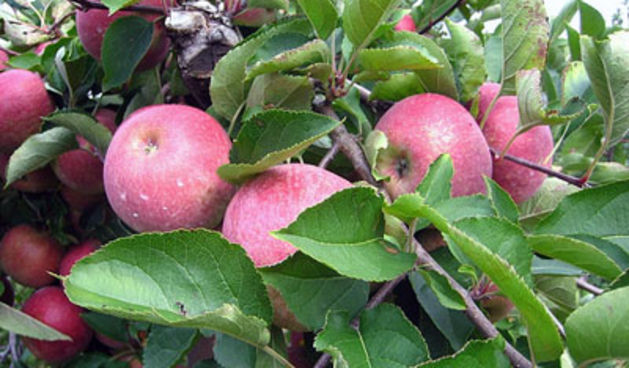 voćnjak, jabuke