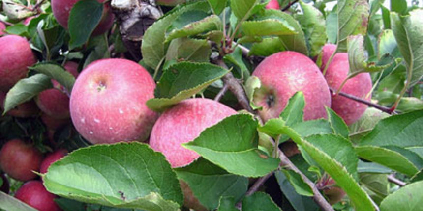 voćnjak, jabuke voćnjak, jabuke