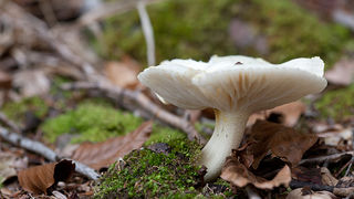 Lička jesen u znaku gljiva, Foto: Leo Banić