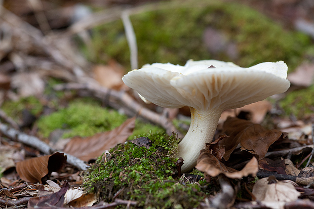 Lička jesen u znaku gljiva, Foto: Leo Banić