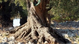 Lun: u posjeti tisućljetnom masliniku, Foto: Luka Stanzl/PIXSELL Lun: u posjeti tisućljetnom masliniku, Foto: Luka Stanzl/PIXSELL