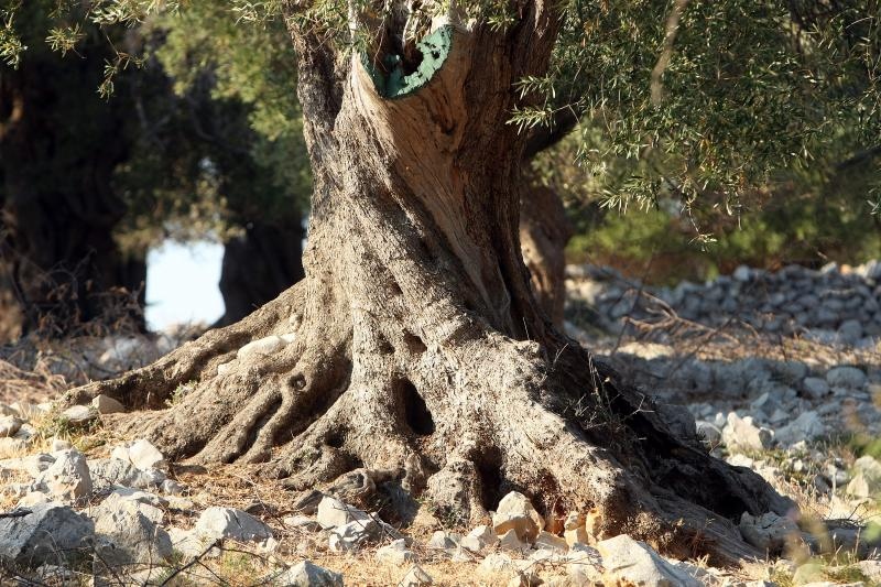 Lun: u posjeti tisućljetnom masliniku, Foto: Luka Stanzl/PIXSELL Lun: u posjeti tisućljetnom masliniku, Foto: Luka Stanzl/PIXSELL