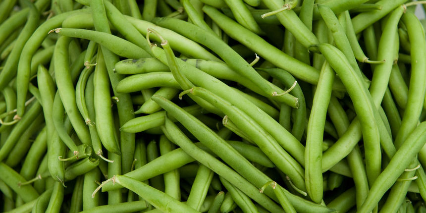 Grah, mahune, mahunarke, fažol, Foto: pioneergrowers.com