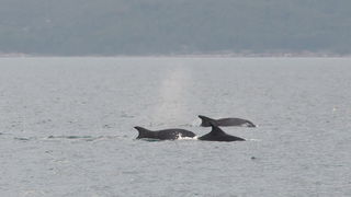 Zadar, 101211
Oni koji su se danas u pravo vrijeme nasli na zadarskoj rivi mogli su uzivati gledajuci jato od 6-7 dupina kako lovi ribu. Naime, u popodnevnim satima, zajedno s ribarima koji su krenuli u lov na lignje pojavili su se dupini i zadrzali se na