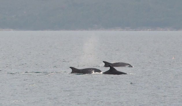 Zadar, 101211
Oni koji su se danas u pravo vrijeme nasli na zadarskoj rivi mogli su uzivati gledajuci jato od 6-7 dupina kako lovi ribu. Naime, u popodnevnim satima, zajedno s ribarima koji su krenuli u lov na lignje pojavili su se dupini i zadrzali se na