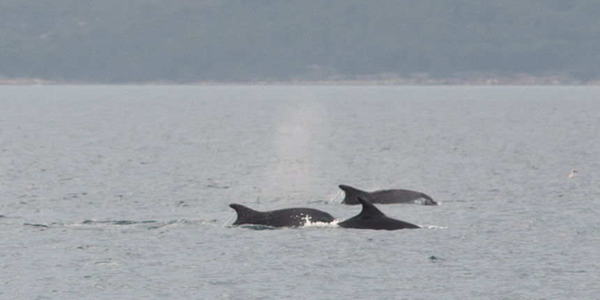 Zadar, 101211
Oni koji su se danas u pravo vrijeme nasli na zadarskoj rivi mogli su uzivati gledajuci jato od 6-7 dupina kako lovi ribu. Naime, u popodnevnim satima, zajedno s ribarima koji su krenuli u lov na lignje pojavili su se dupini i zadrzali se na