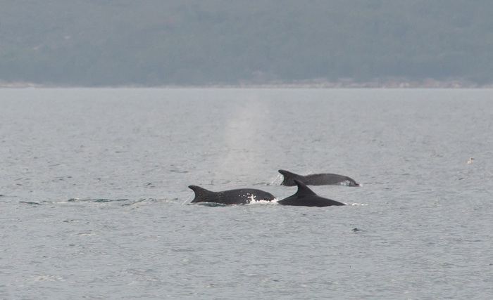 Zadar, 101211
Oni koji su se danas u pravo vrijeme nasli na zadarskoj rivi mogli su uzivati gledajuci jato od 6-7 dupina kako lovi ribu. Naime, u popodnevnim satima, zajedno s ribarima koji su krenuli u lov na lignje pojavili su se dupini i zadrzali se na