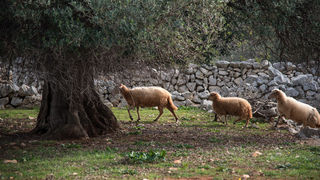 Berba maslina u Lunu, foto: V. Pesic