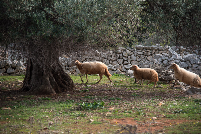 Berba maslina u Lunu, foto: V. Pesic