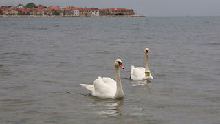 Labudovi u Bibinjama 6. svibnja 2013. Foto: Leo banić Labudovi u Bibinjama 6. svibnja 2013. Foto: Leo banić