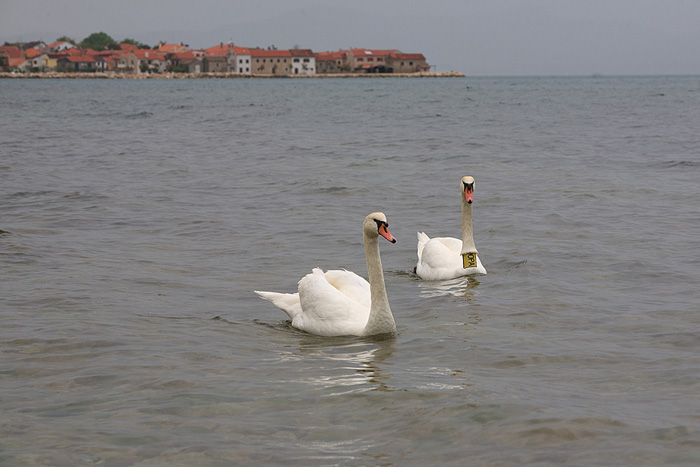 Labudovi u Bibinjama 6. svibnja 2013. Foto: Leo banić Labudovi u Bibinjama 6. svibnja 2013. Foto: Leo banić