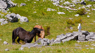 Divlji konji Velebita, foto: Leo Banic