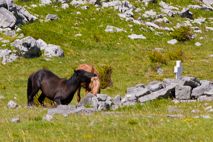 Divlji konji Velebita, foto: Leo Banic