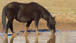 Divlji konji, foto: Leo Banić