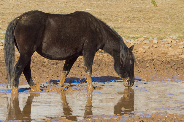 Divlji konji, foto: Leo Banić