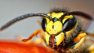 Bibinjski sinac, Foto: Leo Banic Bibinjski sinac, Foto: Leo Banic