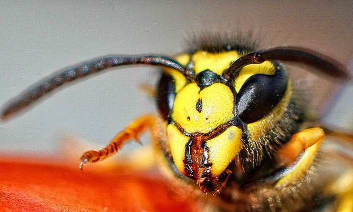 Bibinjski sinac, Foto: Leo Banic Bibinjski sinac, Foto: Leo Banic