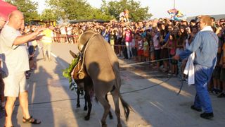 Utrka magaraca u Posedarju, Foto: Josip Prskalo Utrka magaraca u Posedarju, Foto: Josip Prskalo
