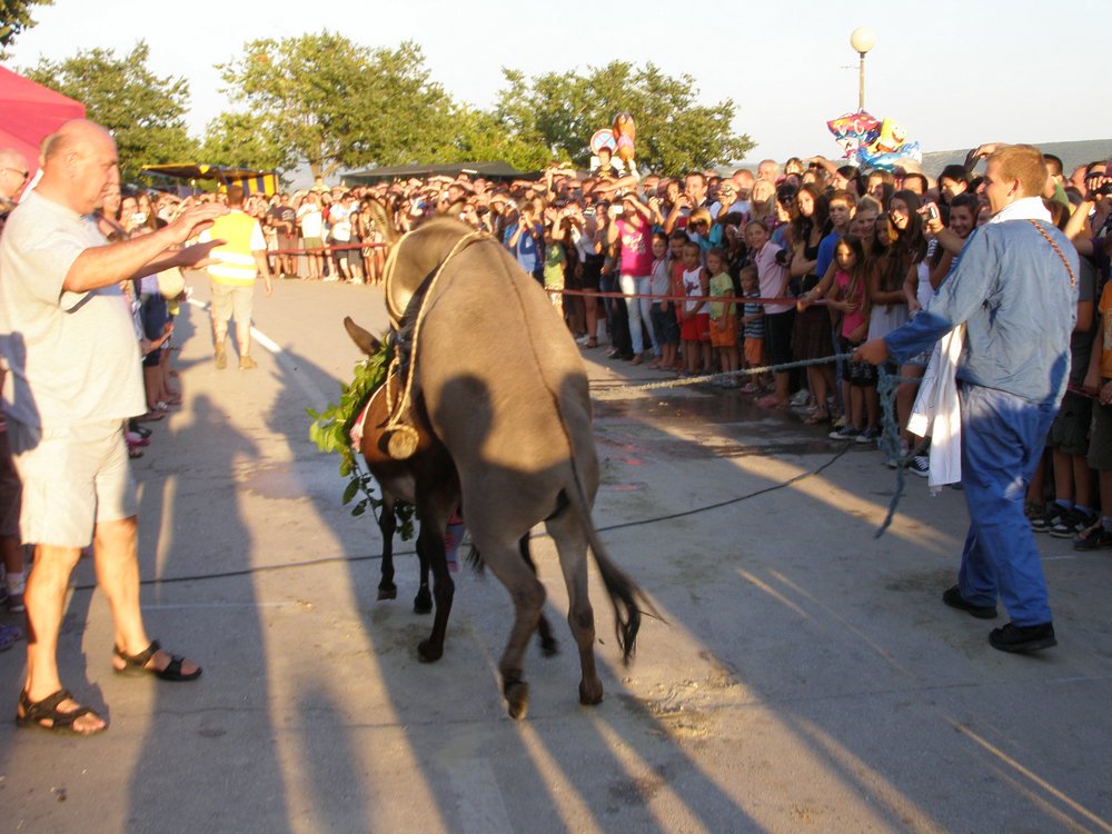 Utrka magaraca u Posedarju, Foto: Josip Prskalo Utrka magaraca u Posedarju, Foto: Josip Prskalo