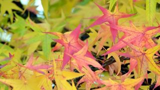 Prekrasne boje bjelovarske jeseni, Photo: Damir Špehar/PIXSELL