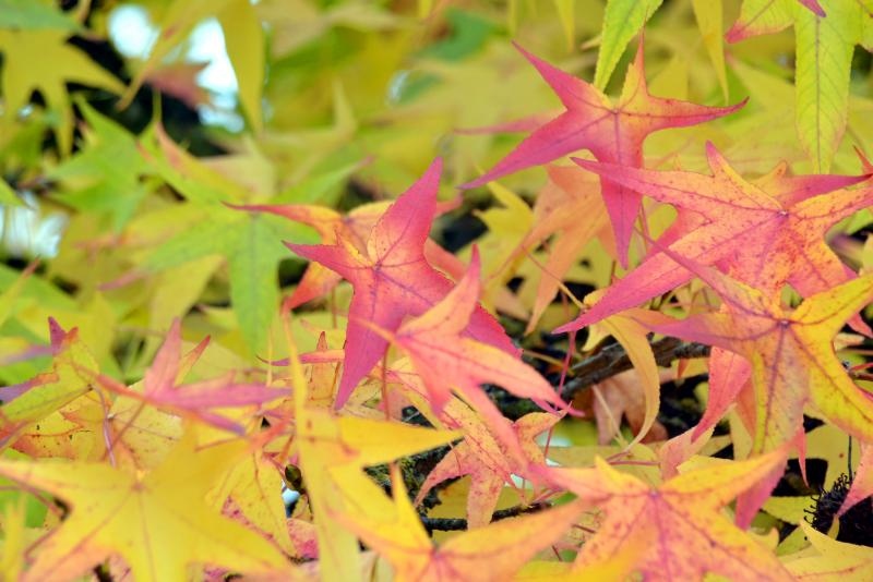 Prekrasne boje bjelovarske jeseni, Photo: Damir Špehar/PIXSELL