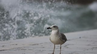 Zadar: Surferi uživaju u valovima koje je prouzročilo snažno jugo, Photo: Filip Brala/PIXSELL