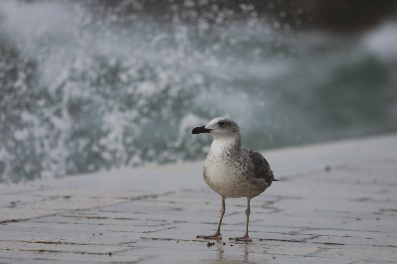 Zadar: Surferi uživaju u valovima koje je prouzročilo snažno jugo, Photo: Filip Brala/PIXSELL