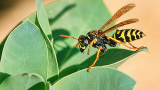 Bibinjski sinac, Foto: Leo Banic Bibinjski sinac, Foto: Leo Banic
