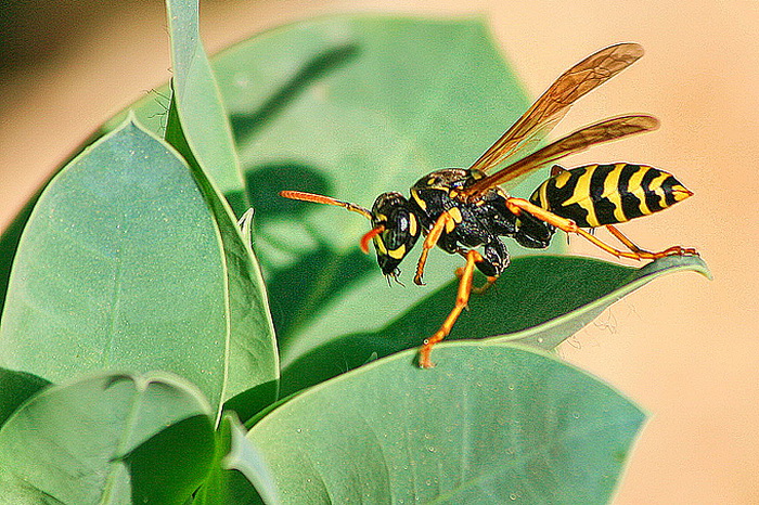 Bibinjski sinac, Foto: Leo Banic Bibinjski sinac, Foto: Leo Banic