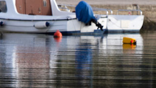 Liske u uvali Bregdetti 24. siječnja