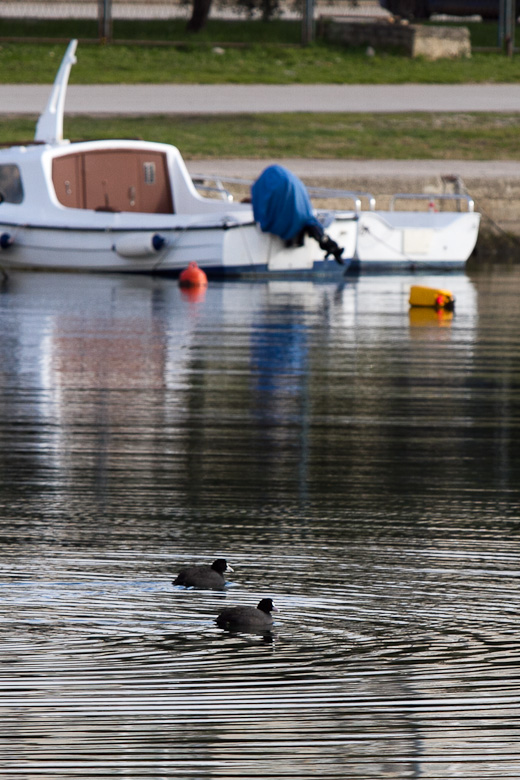 Liske u uvali Bregdetti 24. siječnja