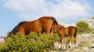 Divlji konji na Velebitu, foto: Leo Banić