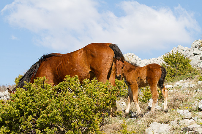 Divlji konji na Velebitu, foto: Leo Banić
