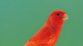 Pobjednici 33. Ornitoloskog prvenstva Hrvatske, Foto: Ivan Dilber Pobjednici 33. Ornitoloskog prvenstva Hrvatske, Foto: Ivan Dilber