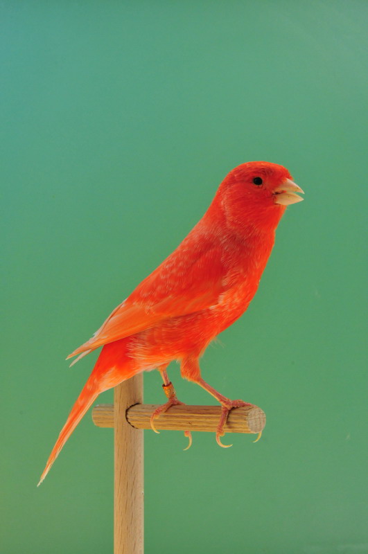 Pobjednici 33. Ornitoloskog prvenstva Hrvatske, Foto: Ivan Dilber Pobjednici 33. Ornitoloskog prvenstva Hrvatske, Foto: Ivan Dilber